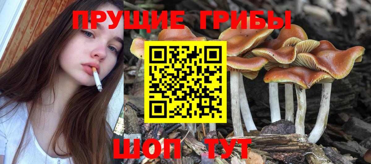 Ахтубинск  Галлюциногенные грибы прущие грибы  Вход с VPN  Галлюциногенные грибы прущие грибы 